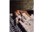 Adopt Dallas a Hound