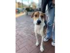 Adopt Ribeye a Hound, Jack Russell Terrier