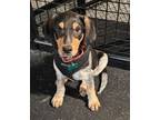 Adopt Dock a Bluetick Coonhound, Australian Cattle Dog / Blue Heeler