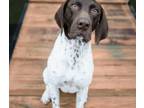 Adopt Frank a German Shorthaired Pointer