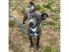 Adopt Tristan a Mixed Breed