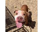 Adopt Pupper Roo a Pit Bull Terrier