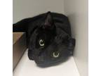 Adopt Wiggles a Domestic Short Hair
