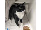 Adopt Orca a Domestic Short Hair