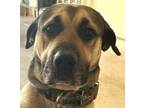 Adopt Ruger (Moose) a Labrador Retriever, Mastiff