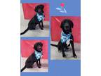 Adopt Ace a Labrador Retriever