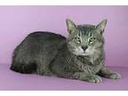 Smelly Cat Domestic Shorthair Adult Male