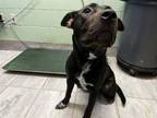 Adopt KAREV a American Staffordshire Terrier, Mixed Breed