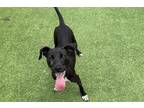 Adopt BAGEL a American Staffordshire Terrier, Mixed Breed