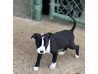 Adopt Mac 23D-0232 a Terrier