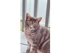 Adopt MAVERICK a Tabby