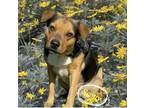 Adopt SCOTTY a Australian Cattle Dog / Blue Heeler, Beagle