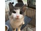 Adopt Neil Diamond a Domestic Long Hair