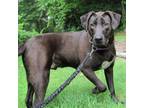 Adopt Micha a Labrador Retriever