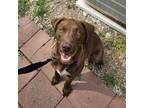 Adopt Sage a Labrador Retriever