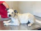 Adopt Sumpter a Cattle Dog, Mixed Breed