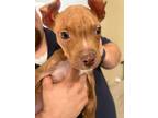 Adopt Andy- Red a Mixed Breed