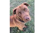 Nestle Labrador Retriever Adult Male