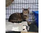 Adopt Bean a Domestic Short Hair