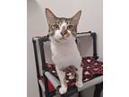 Adopt Tippy-2 a Domestic Short Hair, Tabby