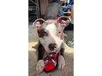 Adopt Abercrombie a Pit Bull Terrier