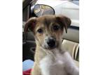 Adopt Diego a Mixed Breed