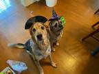 Adopt Balcom & Boone (bonded pair) a English Coonhound, Pug