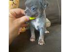 Chihuahua Puppy for sale in Honea Path, SC, USA