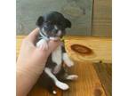 Chihuahua Puppy for sale in Honea Path, SC, USA