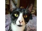 Adopt Milky Way a Domestic Short Hair