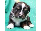 Miniature Australian Shepherd Puppy for sale in Crawford, CO, USA