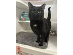 Licorice Domestic Shorthair Adult Male