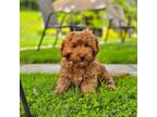 Mutt Puppy for sale in Sugarcreek, OH, USA