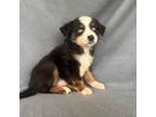 Miniature Australian Shepherd Puppy for sale in Lake Butler, FL, USA