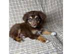 Miniature Australian Shepherd Puppy for sale in Lake Butler, FL, USA