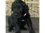 Cane Corso Puppy for sale in Temple Hills, MD, USA