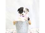Miniature Australian Shepherd Puppy for sale in Plymouth, OH, USA