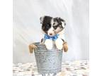 Miniature Australian Shepherd Puppy for sale in Plymouth, OH, USA