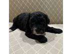 Poodle (Toy) Puppy for sale in Plant City, FL, USA