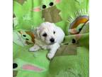 Maltipoo Puppy for sale in Plant City, FL, USA