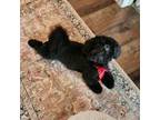 Shih Tzu Puppy for sale in Elk Grove, CA, USA