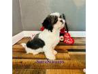 Shih Tzu Puppy for sale in Leslie, AR, USA