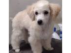 Poodle (Toy) Puppy for sale in Los Lunas, NM, USA