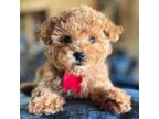 Poodle (Toy) Puppy for sale in Pleasanton, TX, USA