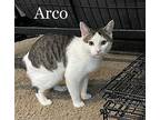 Arco (24-207) Domestic Shorthair Young Male