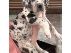 Great Dane Puppy for sale in Huntsville, TX, USA