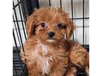 Cavalier King Charles Spaniel Puppy for sale in Barry, IL, USA