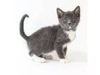 Adopt Matteo a Domestic Short Hair