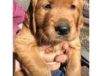 Golden Retriever Puppy for sale in Cottage Grove, MN, USA