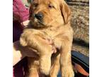 Golden Retriever Puppy for sale in Cottage Grove, MN, USA